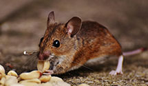 24 Hour & Emergency Exterminators in Harkers Island, NC